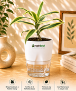 Song of India With Self Watering Pot - Nainileaf