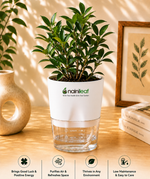 Ficus retusa Plant With Self Watering Pot - Nainileaf