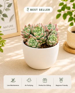 Echeveria Colorata Plant - Nainileaf