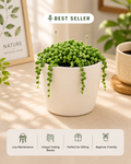Senecio rowleyanus, String of Pearls Plant