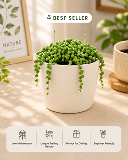 Senecio rowleyanus, String of Pearls Plant - Nainileaf