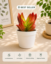 Crassula Campfire Plus Plant - Nainileaf