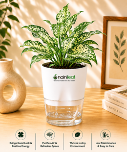 Dracaena With Self Watering Pot