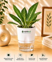 Aglaonema Plant With Self Watering Pot