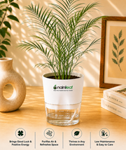 Phoenix canariensis Plant With Self Watering Pot