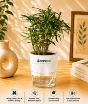 Croton Decorative Plant With Self Watering Pot