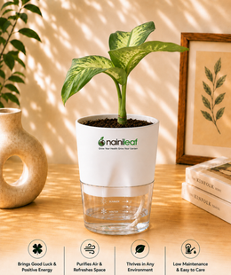 Dieffenbachia Tropic Snow Plant With Self Watering Pot