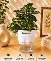 Japanese laurel Plant With Self Watering Pot