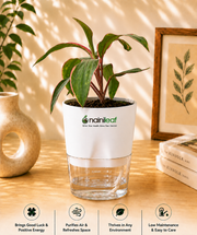 Ti Plant With Self Watering Pot