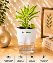 Dracaena Sanderiana Indoor Plant With Self Watering Pot