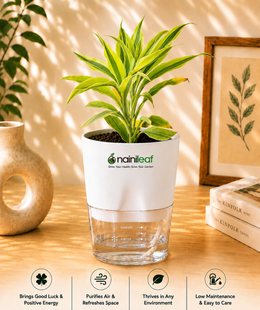 Dracaena Sanderiana Indoor Plant With Self Watering Pot