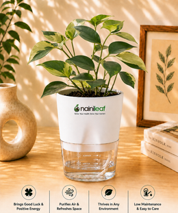 Dwarf umbrella tree Plant With Self Watering Pot