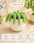 Sedum Burrito- Burro's Tail / Donkey Tail Plant