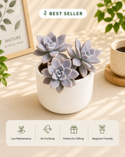 Graptoveria Titubans Plant - Nainileaf