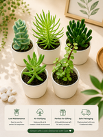 Assorted combo 4 of 5 succulents - Nainileaf