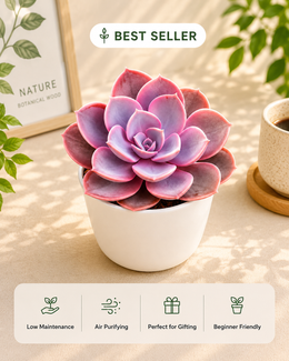 Echeveria PVN Plant