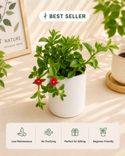 Aptenia Cordifolia Plant