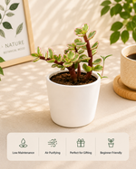 Portulacaria Afra-Varigated Elephant bush Plant - Nainileaf