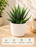 Zebra Haworthia Plant - Nainileaf