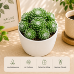 Sempervivum Cobweb Houseleek Plant - Nainileaf