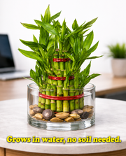 3 Layer Lucky Bamboo bare rooted - Nainileaf - Nainileaf