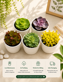 Combo of 5 Plants - Nainileaf