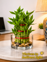 3 Layer Lucky Bamboo bare rooted - Nainileaf - Nainileaf