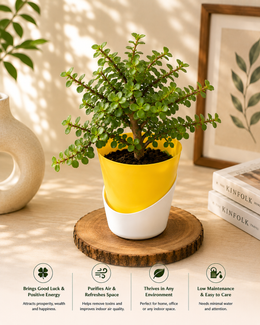 Jade Plant With Self Watering Pot - Nainileaf