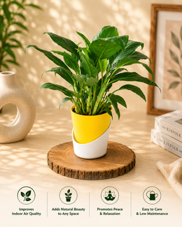 Peace Lily With Self Watering Pot - Nainileaf