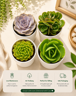 Assorted combo of 4 Echeverias - Nainileaf