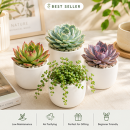 Assorted Combo of 4 Succulents - Nainileaf