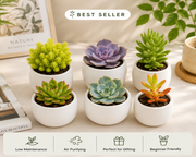 Combo Of 6 Plants - Nainileaf
