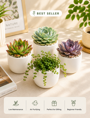 Assorted Combo of 4 Succulents - Nainileaf