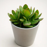 Crassula Money Maker