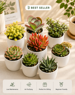 Nainileaf Combo of 8 Vibrant color Plants - Nainileaf