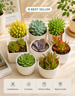 Combo of 8 Plants - Nainileaf
