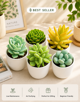 Assorted combo 3 of 5 Succulents - Nainileaf