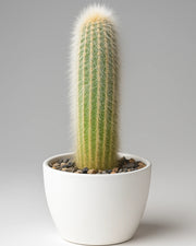 Cleistocactus Strausii (Silver Torch)  Bare rooted