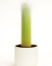 Cleistocactus Strausii (Silver Torch)  Bare rooted