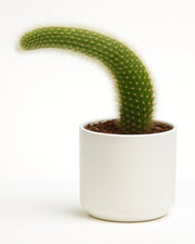 Cleistocactus Winteri - Monkey's Tail Cactus