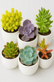 Combo Of 6 Plants - Nainileaf