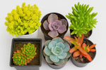 Combo Of 6 Plants - Nainileaf