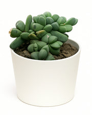 Corpuscularia lehmannii Plant