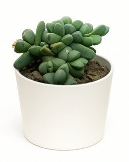 Corpuscularia lehmannii Plant