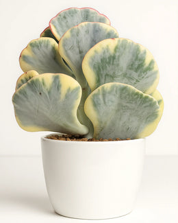 Cotyledon Undulata Variegated - Bare rooted