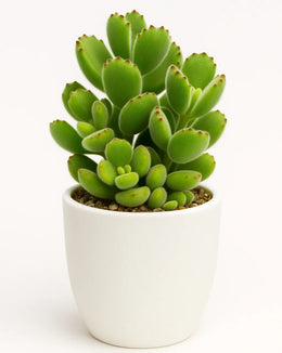 Cotyledon tomentosa Plant