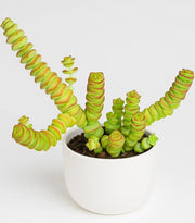 Crassula Baby Necklace Plant