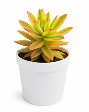 Crassula Campfire Plant- Varigated