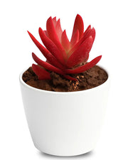 red campfire succulent Crassula Campfire Plant – Nainileaf