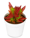 Crassula Corymbulosa Plant